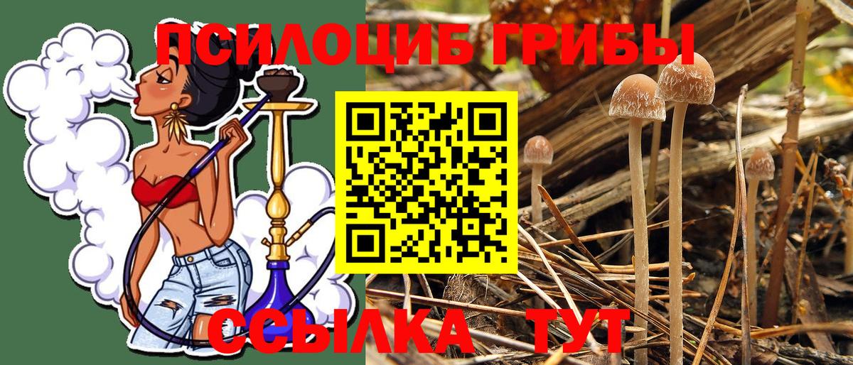 Псилоцибиновые грибы Psilocybine cubensis  Вход с VPN  Черкесск 